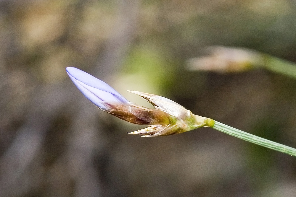 Aphyllanthes monspeliensis / Branc